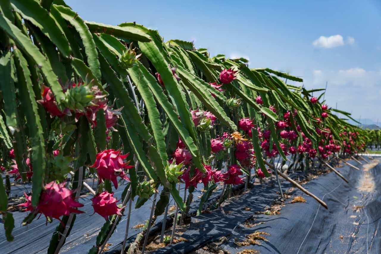 北方可以種植火龍果嗎？怎么施肥產(chǎn)量高？